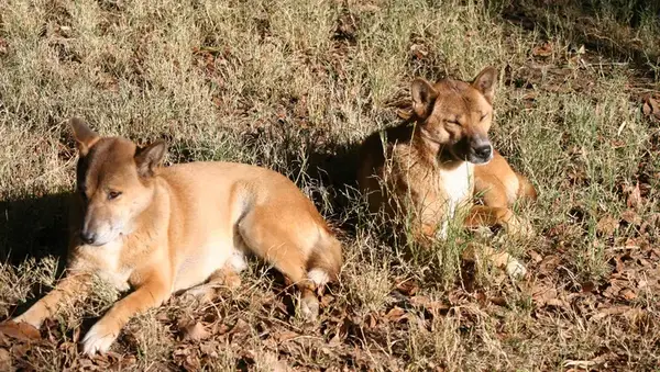 Den nye sangeren døde i dyrehagen