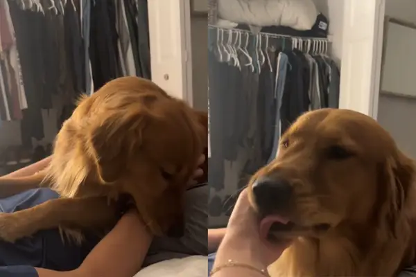 ビデオ：犬はお父さんと一緒にこれをしますが、お母さんと一緒に彼はとても違っています