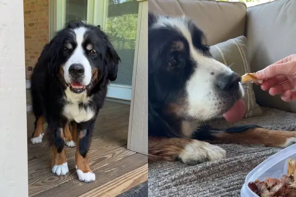 וידאו: כלב הוספיס, בדוק את המשאלות האחרונות