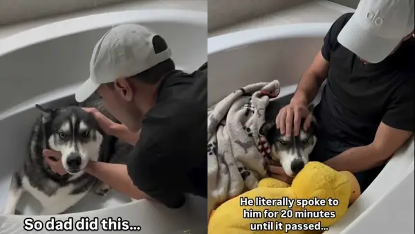 סרטון: אביו של אביו לקונסולה האסקי לסערה שמחממת את ליבה