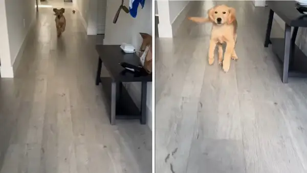 Video: Der Gold -Retriever -Welpe zeigt die geeignete Art, den Besitzer zu begrüßen