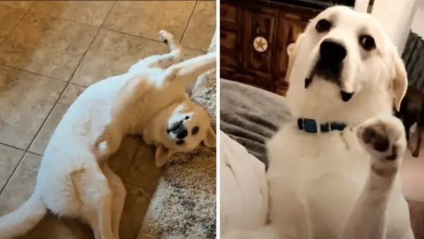 Verwundete Rettungshunde spielen für immer mit dem Herzen des Hauses