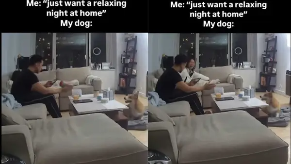 Vídeo: Corgis não deixa os proprietários passarem uma noite tranquila em casa