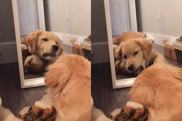 Arbejder med at råbe, videohund er fint