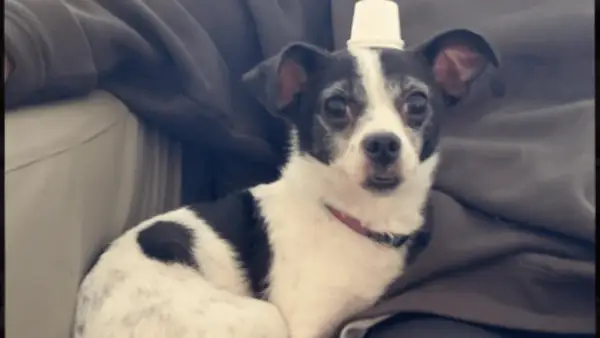 Šuo Delvina priešais alfa: lenktynės, amžius ir kt