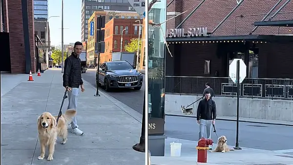 Video: Hunden mødes under træning