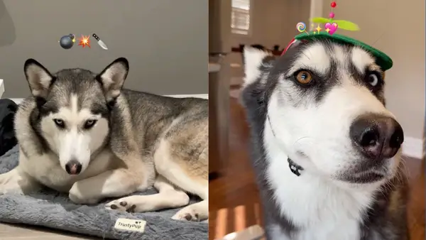 비디오 : 반대 속성을 가진 Hussell 쌍둥이가 심장에서 승리합니다