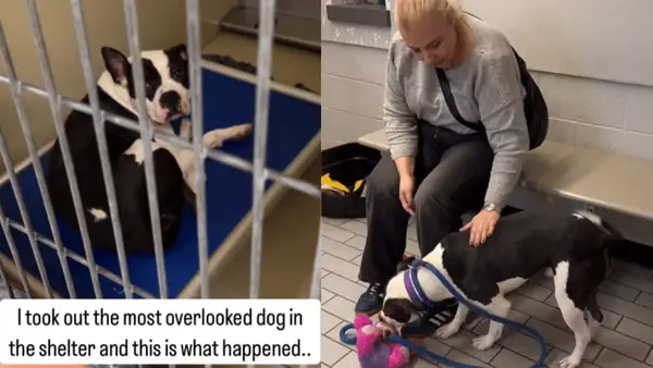 VIDEO: Didžiausias prieglaudoje šuo randa naujus namus po įvaikinimo