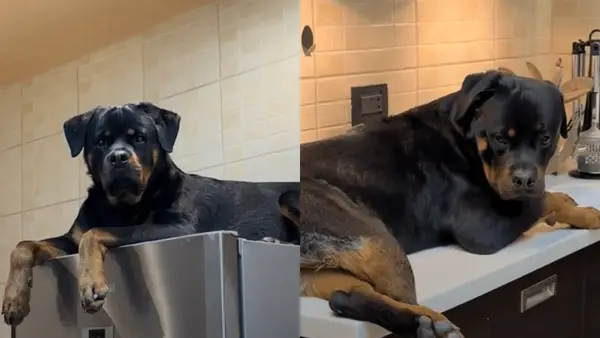 Les chiens montrent des habitudes de siège de type chat