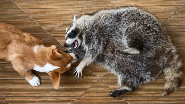 Raccoon fulgte en hund fra en klippe, der blev reddet af en californisk brandmand