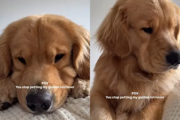 Video: Suns rada skumju seju pēc tam, kad īpašnieks pārtrauc mijiedarbību