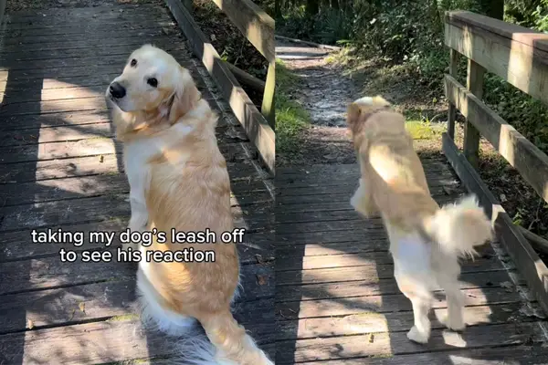 Po usunięciu paska z wirusa rozpoczyna się skojarzenie wideo