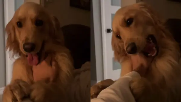 Video: Vânzătorul de Aur folosește o zi lungă și îl împiedică pe proprietar să se relaxeze