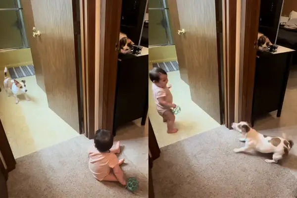 Wideo -Dogs kontynuuje małe siostry