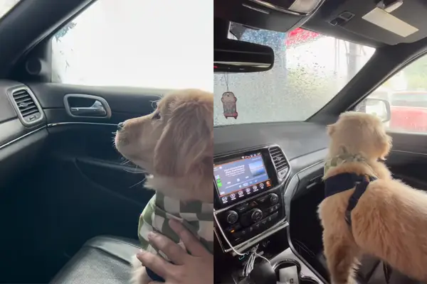 Vídeo: Golden Retriever Puppy tem medo de lavar carros