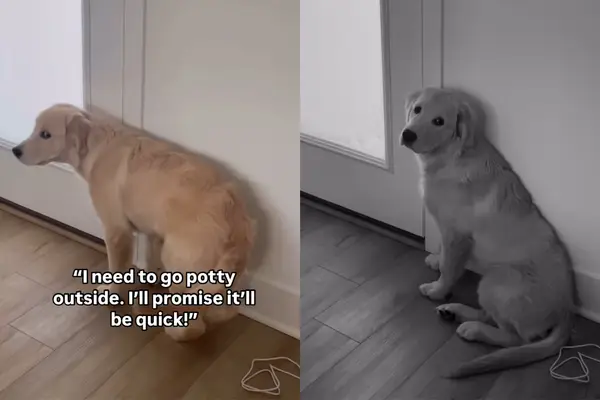 Video: Dogs doen alles behalve als ze gaan