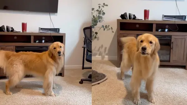 Videó: Az Arany -retriever Yodel ideje lesz a szíve