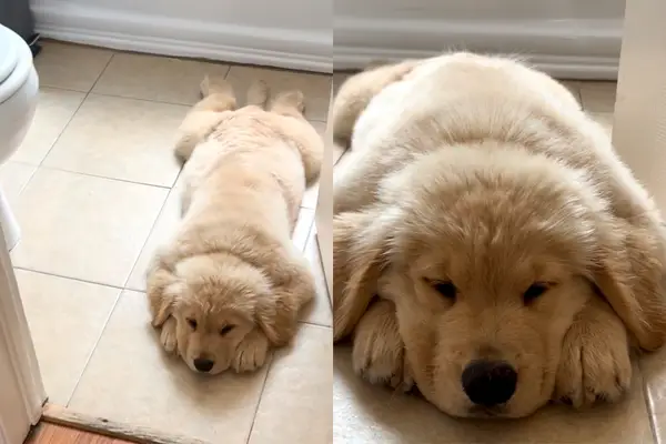 Vidéo: Le propriétaire interroge si le chiot est un tapis de salle de bain