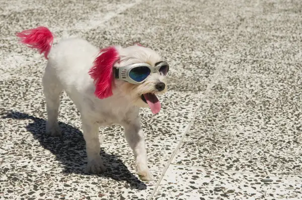 Però les estrelles de neteja ajuden els residents de San Diego