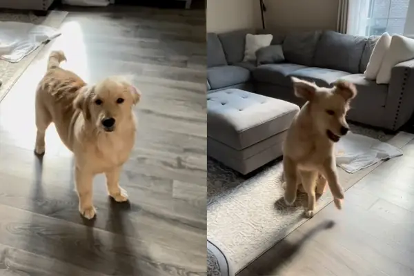 개는 그녀의 음식 동안 사랑스러운 비디오에 앉아 있지 않습니다