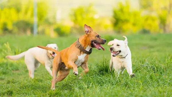 Сан -Хосе Фрея экономит все инфекционные заболевания