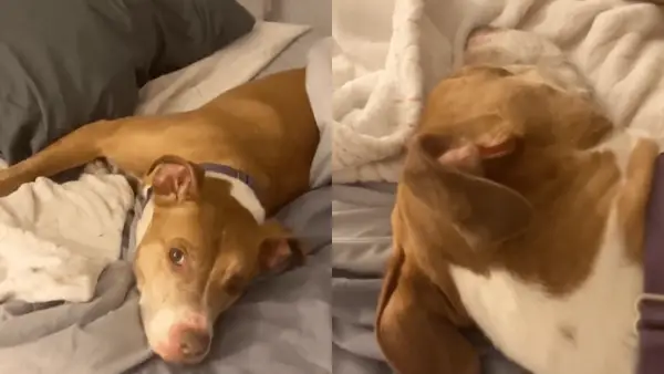 Hanki elokuva videosta -