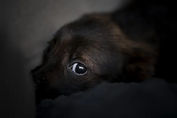 Женщины в Калифорнии подавляют собак на парковке