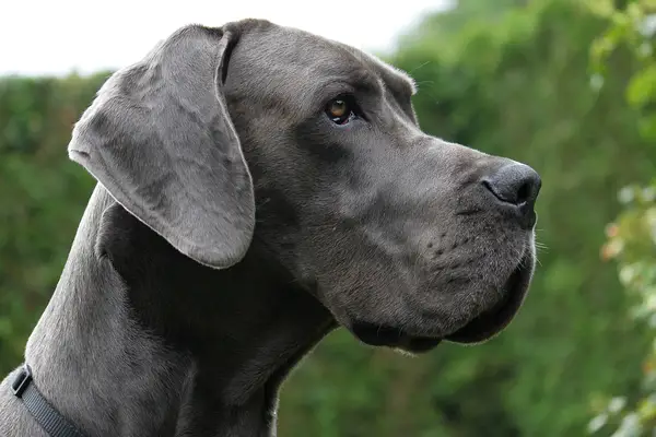 Great Dane Therapy Dog se Llama Hee Road Dog