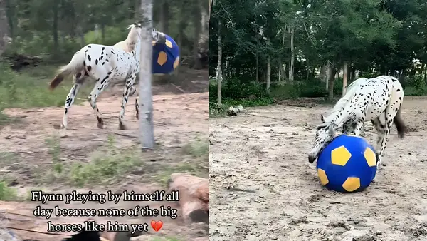 Nes kitiems nepatinka virusai,