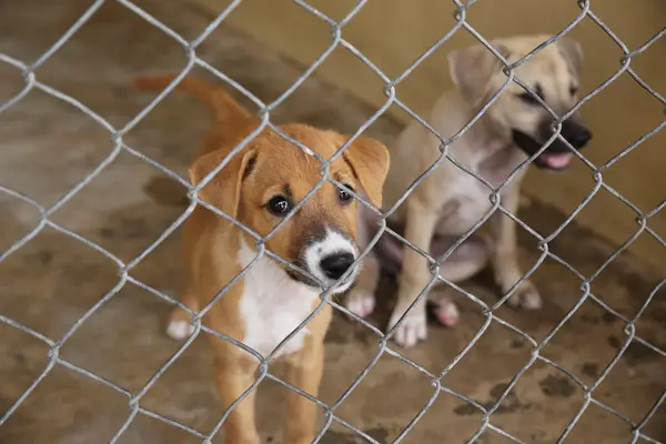 Animallage atterrit les chiots en prison