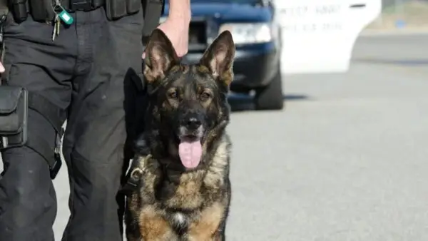 Wisconsin addie pensionierter Polizeihund starb im Alter von 16 Jahren