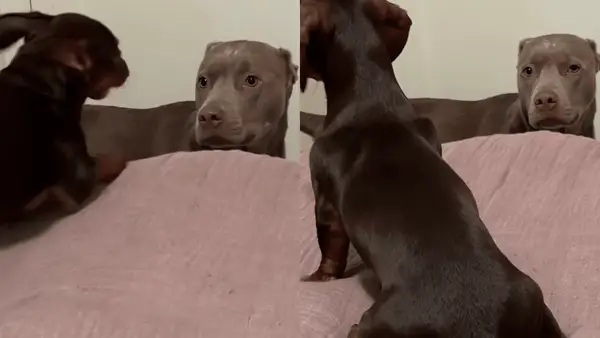 Smashing Video mostra como os cães reagem depois de serem abandonados em refúgio