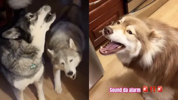 O vídeo de rotina da manhã com Husky é misturado