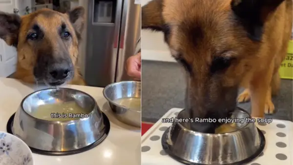 ビデオ：中国の家庭のシニアドッグのスープ料理は本当に絶妙です