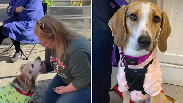 Pes rozpozná pěstoun, který zachránil