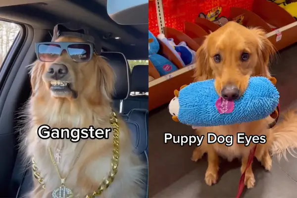 ビデオ：オーナーは犬の多くの顔を陽気に捉えています