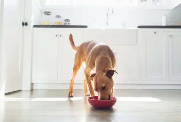 Victor: Eller 2024 Pensjonen var et tegn på mat?