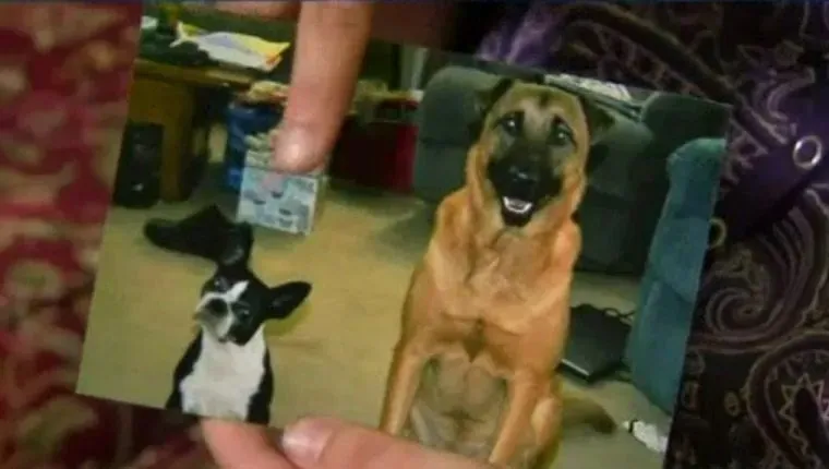 страховка-собака-полис-смерть-3' title=