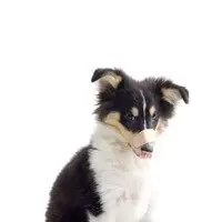 Lokala försäkringsdata: Hur fungerar de?