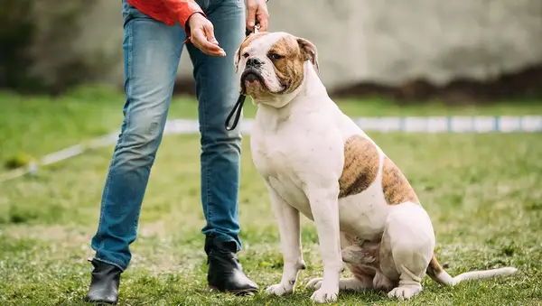 10 tip til, hvordan man slutter sig til en dyrefamilie