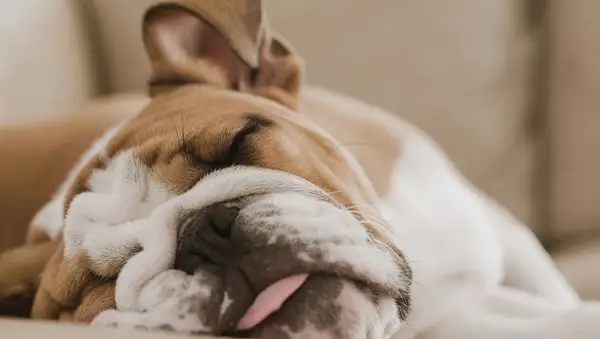 A marihuána legalizálása új veszélyeket okoz a háziállatok számára