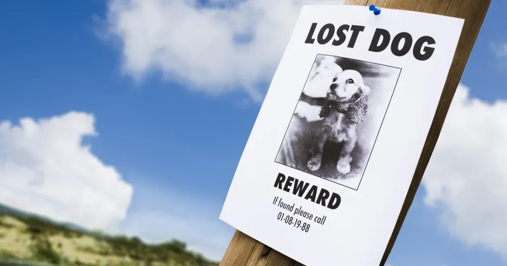 Zeven dingen die u kunt doen als uw huisdier verdwaald is
