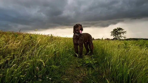 Dog Looking Away While Standing On Field Against Cloudy Sky