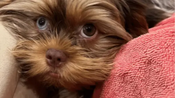 Kelly Washington Dog Cinnamon: raza, edad, etc