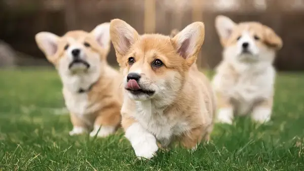 Puppy Bowl 2024 Подравняване: Списък на всички участващи кучета