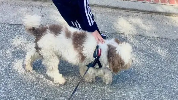 Jimmy Kimmel Todd Dog: soutěž, věk atd