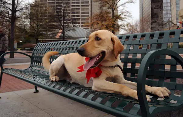 Marley, the Labrador Retriever from Marley & Me