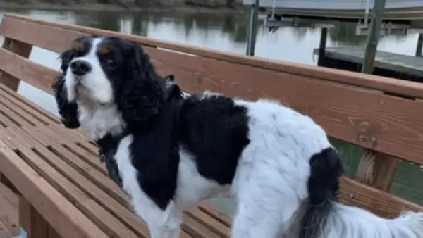 Olivia Mann Sir Chancelot Dog: razza, età, ecc