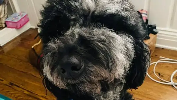 Kelly Clarkson Henry Dog: Konkurranse, alder osv