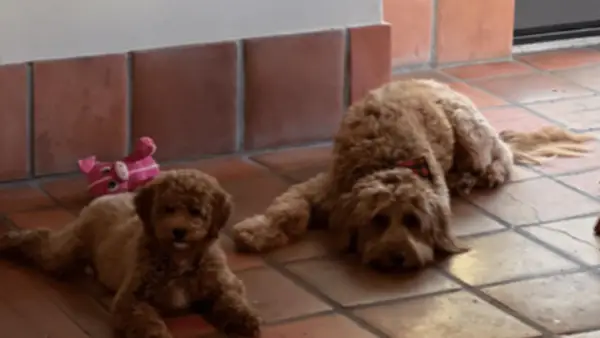 Zoe Dog Saldana: razza, età, ecc